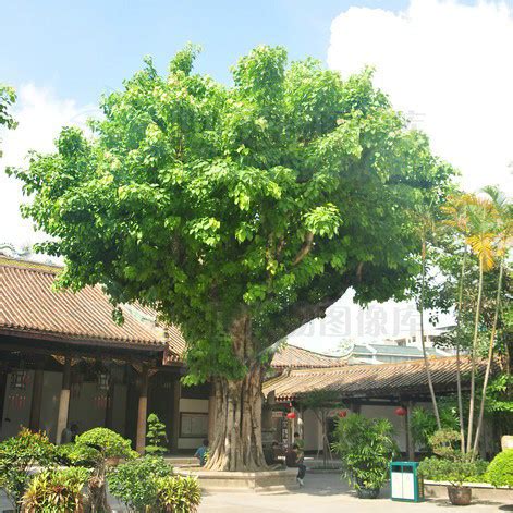 菩提樹葉子功能|菩提樹(桑科榕族榕屬的大喬木植物)